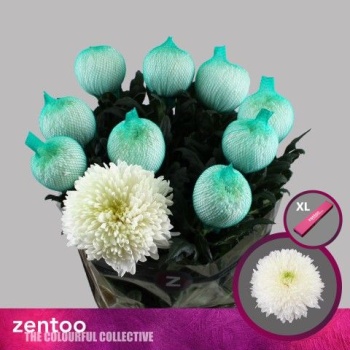 product/img.floraplaza.nl/LCHRMATRI-LIVE_fotos-0x373BCB276F3778C2444D5A6545B829BADA772618.jpg
