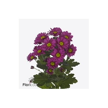 product/img.floraplaza.nl/LCHRMEM-ART_Fotos-VBN-vbn121026.jpg
