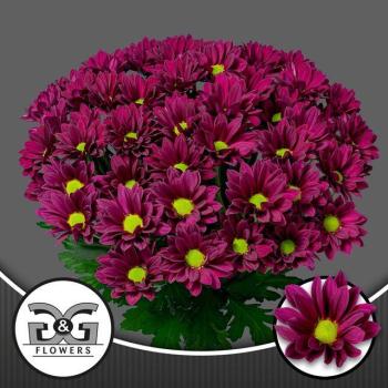 product/img.floraplaza.nl/LCHRPUR-LIVE_fotos-0x099D304EED13056D148D42C701C1F1D7312CA982.jpg