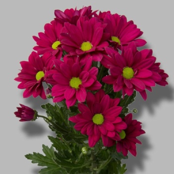 product/img.floraplaza.nl/LCHRPUR-LIVE_fotos-0xE3DB27BBE71E8B9ABC7C3843064D58945FED5454.jpg