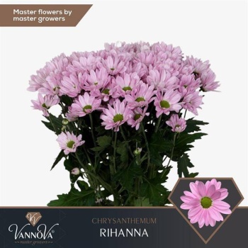 product/img.floraplaza.nl/LCHRRIH-LIVE_fotos-0x7336E2FBECA8C3AAFD35E9B7103040FEE5ACC6AD.jpg