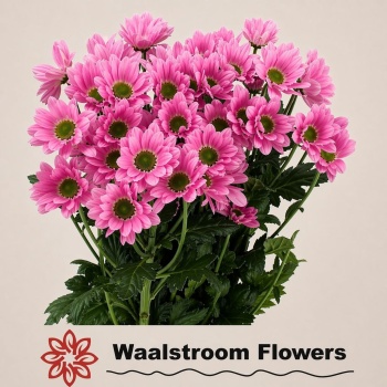 product/img.floraplaza.nl/LCHRRIH-LIVE_fotos-0xD383D51538E8DB947AC2C5F324767A8FE956B146.jpg