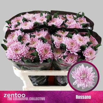 product/img.floraplaza.nl/LCHRRO-LIVE_fotos-0x2ADCB36D5A15B96A24D6E7D337E35F0E49C1810F.jpg