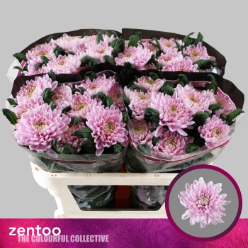 product/img.floraplaza.nl/LCHRRO-LIVE_fotos-0x6704D99D252569C8F74A6361064F980F39D6EA37.jpg