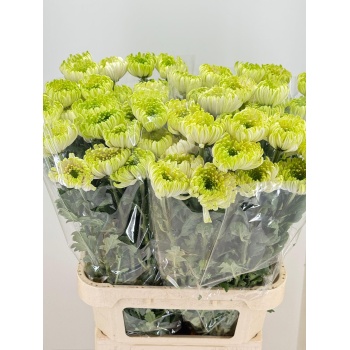product/img.floraplaza.nl/LCHRROSL-LIVE_fotos-0x2AAC1C3BC6CC7E8B8B673C674FD352AA202F943A.jpg