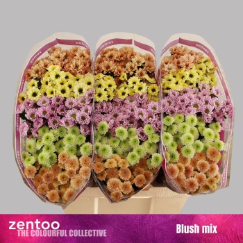 product/img.floraplaza.nl/LCHRSANBLUSH-LIVE_fotos-0xEA8481029A237A81F6485D64D9E497016E396101.jpg