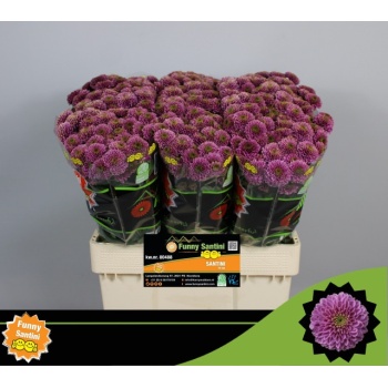 product/img.floraplaza.nl/LCHRSANDOR-LIVE_fotos-0x9002BF86CC8FD84479AE820D27B6B0447CDBADFF.jpg