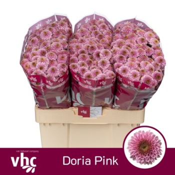 product/img.floraplaza.nl/LCHRSANDORP-LIVE_fotos-0xF1BB9781318FB8BEF90A34F9C3EE59A28A1778DE.jpg