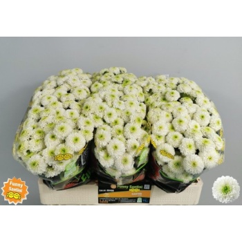 product/img.floraplaza.nl/LCHRSANDORW-LIVE_fotos-0x904D0CBED36069A1FEF96F834970D90F8C51C058.jpg