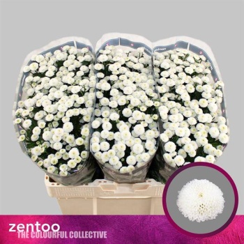 product/img.floraplaza.nl/LCHRSANPIZ-LIVE_fotos-0xEE5D7BE1A868EA90F982CD627AF266F670028718.jpg