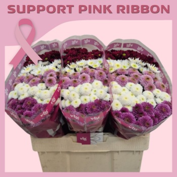 product/img.floraplaza.nl/LCHRSANPRM-ASSORTI_fotos-Pink Ribbon 2025-Helvoort Chrys SA Mix Pink Ribbon 55cm.jpg