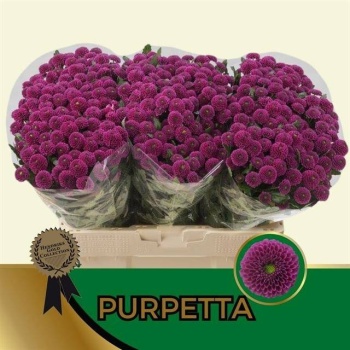 product/img.floraplaza.nl/LCHRSANPUR-LIVE_fotos-0xB3E9B5B078314D355156496BEE1AF619CF595EBD.jpg