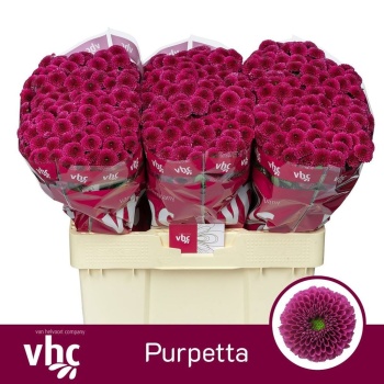 product/img.floraplaza.nl/LCHRSANPUR-LIVE_fotos-0xDC6152D1EFFC05A4A632946F771310D978D40EB7.jpg