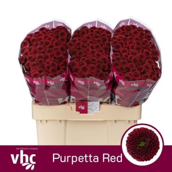 product/img.floraplaza.nl/LCHRSANPURR-LIVE_fotos-0x3775187CA48905CA6F86E2A9E024285BBD32FC7D.jpg