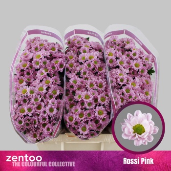 product/img.floraplaza.nl/LCHRSANROSP-LIVE_fotos-0x3D38524251C8C1E69C1FC4B5BCF4E1D3175A01AD.jpg