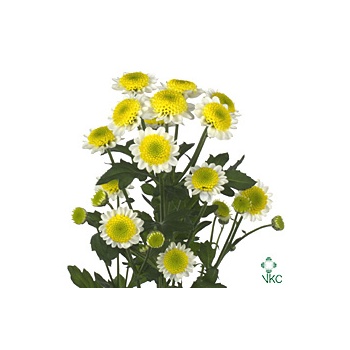 product/img.floraplaza.nl/LCHRSANSUNUP-ART_Fotos-VBN-vbn25319.jpg