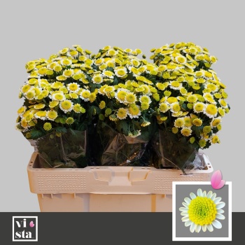 product/img.floraplaza.nl/LCHRSANSUNUP-LIVE_fotos-0x1C050BC0C2AAE1754D6E8380C220706B9794D0D9.jpg