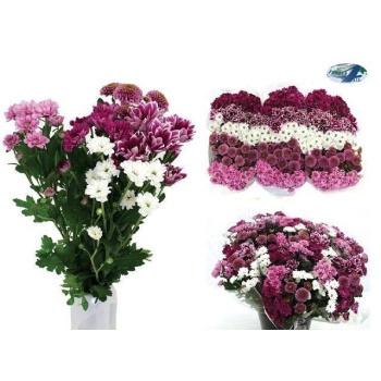 product/img.floraplaza.nl/LCHRSANWILD-ASSORTI_fotos-MVA-Flowers4all - Santini mix sweet.jpg