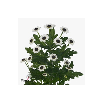 product/img.floraplaza.nl/LCHRSANYIN-ART_Fotos-VBN-vbn115238.jpg