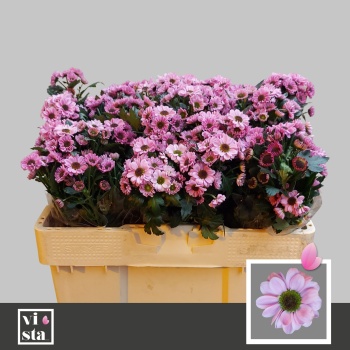 product/img.floraplaza.nl/LCHRSANYINP-LIVE_fotos-0x88382F568F211EB674F9497C019F4790993DBE08.jpg