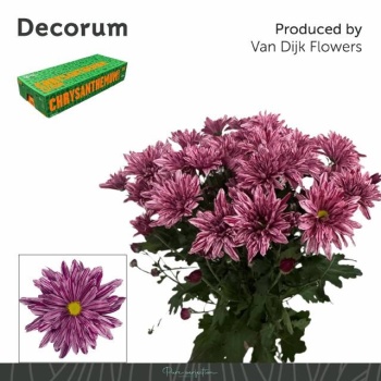 product/img.floraplaza.nl/LCHRSTE-LIVE_fotos-0x62D4F05F93FBA3EAF8935EBF6617A7B60FC3D8BA.jpg product/img.floraplaza.nl/LCHRSTE-LIVE_fotos-0x62D4F05F93FBA3EAF8935EBF6617A7B60FC3D8BA.jpg