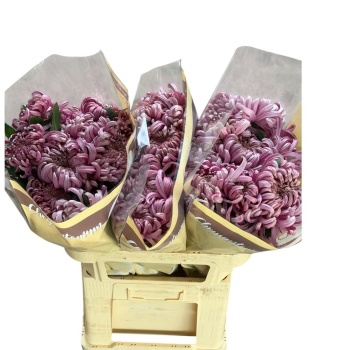product/img.floraplaza.nl/LCHRVIEPIN-LIVE_fotos-0xCA08BB04FCD23B790173DF3B05F6F4FBA9800CA7.jpg