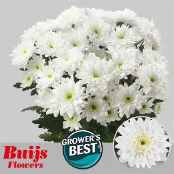 product/img.floraplaza.nl/LCHRZEH-LIVE_fotos-0xB5DB8C1CC7B4E084C910A6E5F5F74D54C2C8F015.jpg