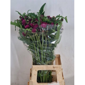 product/img.floraplaza.nl/LCIRATR7-LIVE_fotos-0x0CB9A72B5C4B554B03E0340D7330E10BC3D1719C.jpg