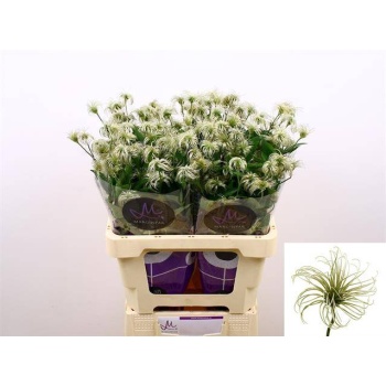 product/img.floraplaza.nl/LCLEKIB6-LIVE_fotos-0x873FC64DD4A220F7EB6D0D4B217A5B133B6F13EF.jpg