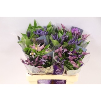 product/img.floraplaza.nl/LCLEMIX6-ASSORTI_fotos-MVA-Clematis mix in bucket.jpg