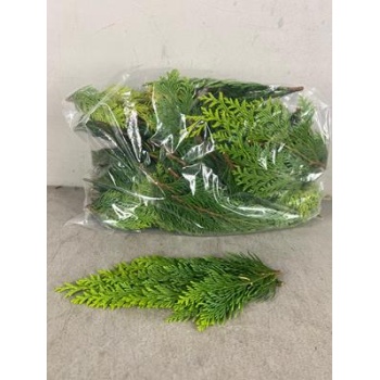 product/img.floraplaza.nl/LCON-LIVE_fotos-0x99DDD37ABDBF2CD8C3C9D73698ABBC545BDCEF47.jpg product/img.floraplaza.nl/LCON-LIVE_fotos-0x99DDD37ABDBF2CD8C3C9D73698ABBC545BDCEF47.jpg