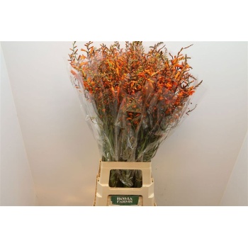 product/img.floraplaza.nl/LCROLUC8-LIVE_fotos-0xF09250460330CE7BEA462E0EA0357CE838D16CCD.jpg