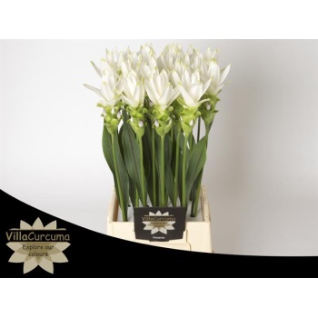 product/img.floraplaza.nl/LCURVAL-LIVE_fotos-0x7A08E1023AD032099EA3952806A8A8CD3B33C89F.jpg