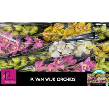product/img.floraplaza.nl/LCYM6-LIVE_fotos-0x7C174C530611D1D891830578B1B3DAD8DB9D529D.jpg