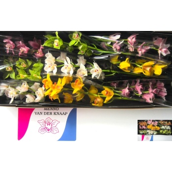 product/img.floraplaza.nl/LCYM6-LIVE_fotos-0xBDB6679C65711110D0DEA983328497F62080A424.jpg