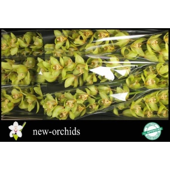 product/img.floraplaza.nl/LCYM6BON-LIVE_fotos-0x36C96A98562A92C98AE21B9ADFB050A3C65826C4.jpg