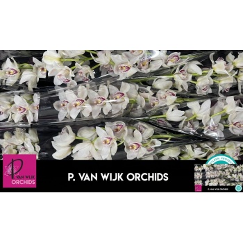 product/img.floraplaza.nl/LCYM6CAS-LIVE_fotos-0xE6468FC0AE7FAA9D7F0C6A5B4AD92293605BAD99.jpg