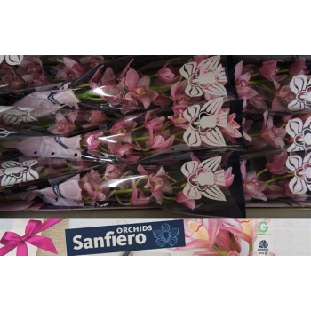product/img.floraplaza.nl/LCYM6ELLR-LIVE_fotos-0xD06FB1991BF6274C67B6EFDF813177F60AA99888.jpg