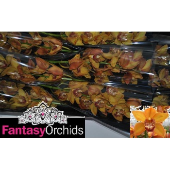 product/img.floraplaza.nl/LCYM6EST-LIVE_fotos-0xC6485F87FBF23C0ABC03B0C67F9323E511B2492C.jpg