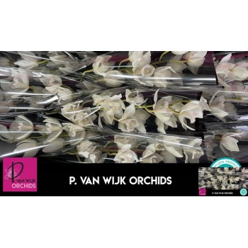 product/img.floraplaza.nl/LCYM6SNO-LIVE_fotos-0x4EEE2421B62192658A953137A92507688A4AC228.jpg