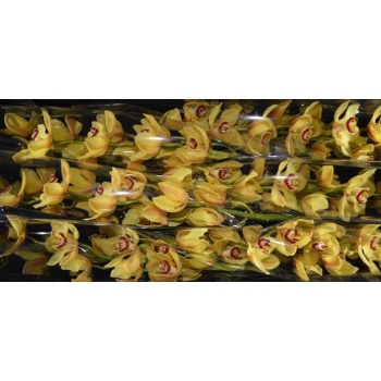 product/img.floraplaza.nl/LCYM8RIJ-LIVE_fotos-0xF442FD92B7839EF9C0B1E03783C18CBCAC156A20.jpg