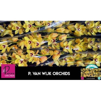 product/img.floraplaza.nl/LCYMCOOK8-LIVE_fotos-0x07CF7CA0DC561F8EF49CB6B1AF5FB9A621C98DA5.jpg