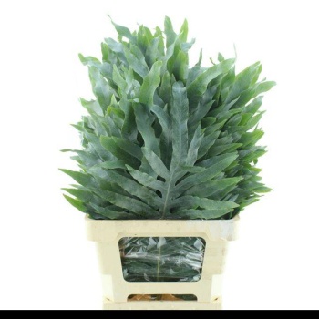product/img.floraplaza.nl/LCYR7-LIVE_fotos-0xAA515B9DFAB2AB4579722AF3C2C488B3CED18275.jpg