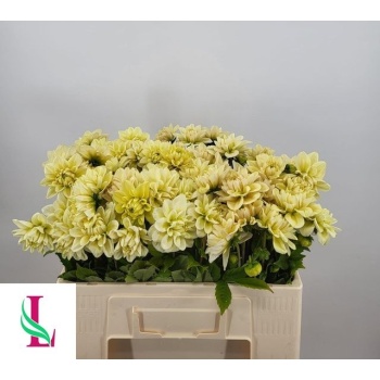 product/img.floraplaza.nl/LDAH5CHA-LIVE_fotos-0x34FB4DE0290F9C2902534185B0CC6F5CB39FA6DB.jpg