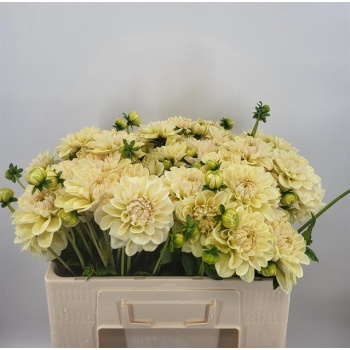 product/img.floraplaza.nl/LDAH5CHA-LIVE_fotos-0xAE331BDDF0F4928E277858E479B5572761010253.jpg