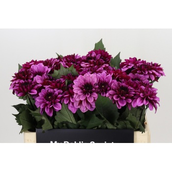product/img.floraplaza.nl/LDAHAM5-LIVE_fotos-0x3C4BE10823F73C5ACAB9A70AC42F49E2AF2CA6A6.jpg