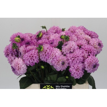 product/img.floraplaza.nl/LDAHBALG4-LIVE_fotos-0x3C39A22DEDF16D465072AB8203C9EBA2510CAD75.jpg