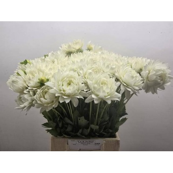 product/img.floraplaza.nl/LDAHKARMZ5-LIVE_fotos-0xADF97F8A6C4471475DF0C45FD527ED6C929610CD.jpg