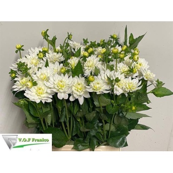 product/img.floraplaza.nl/LDAHMAASWAA-LIVE_fotos-0xBFE264EE233F004AF1C3515D6330A8DA2BDAA035.jpg