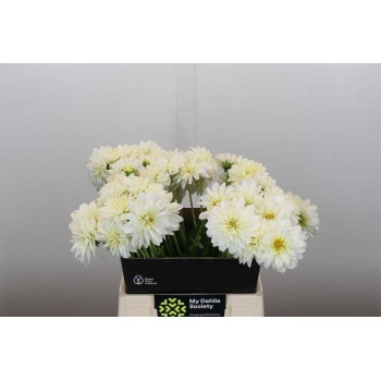 product/img.floraplaza.nl/LDAHWHIC-LIVE_fotos-0x70148AB7DAE94689FA69893A9F33796C88BB4615.jpg